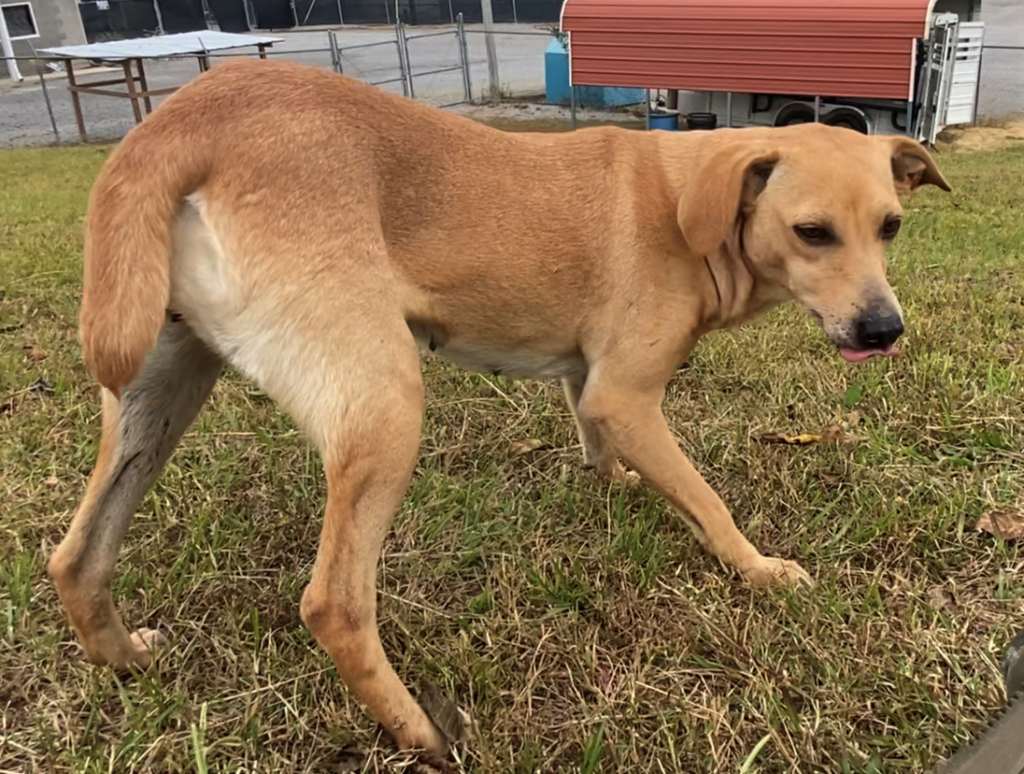 Pet of the Week Fancy Clancy! The Cullman Tribune
