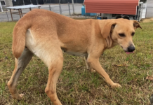 Pet of the Week: Fancy Clancy!