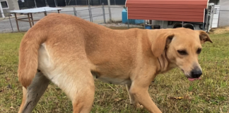 Pet of the Week: Fancy Clancy!