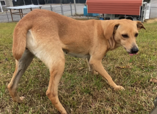 Pet of the Week: Fancy Clancy!