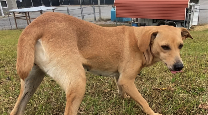 Pet of the Week: Fancy Clancy!