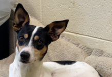 Pet of the Week: Trixie Darling