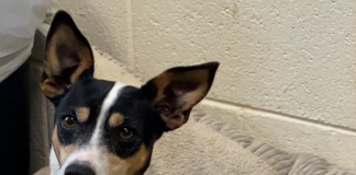 Pet of the Week: Trixie Darling