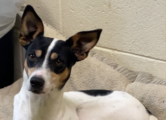 Pet of the Week: Trixie Darling