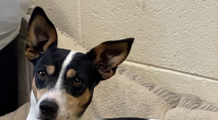 Pet of the Week: Trixie Darling