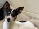 Pet of the Week: Trixie Darling
