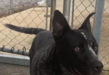 Pet of the Week: Dusty Miller!