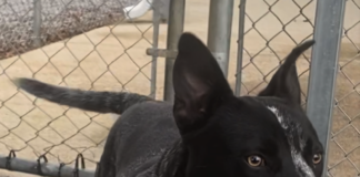 Pet of the Week: Dusty Miller!