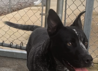 Pet of the Week: Dusty Miller!