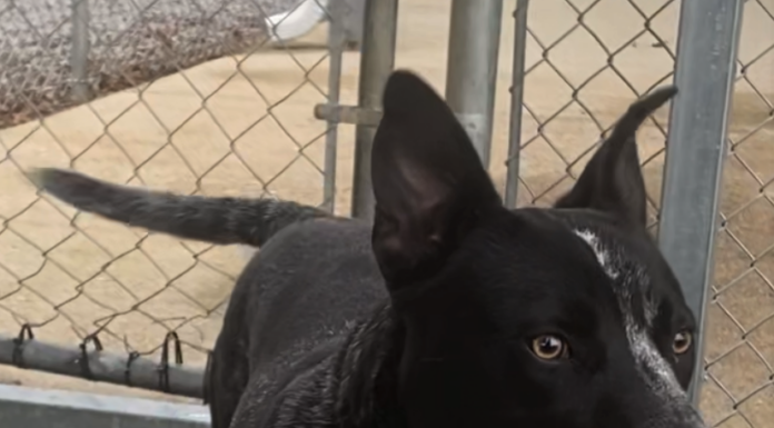 Pet of the Week: Dusty Miller!