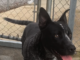 Pet of the Week: Dusty Miller!
