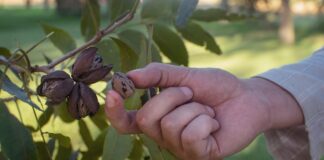 ACES: Factors that affect pecan tree production