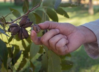 ACES: Factors that affect pecan tree production