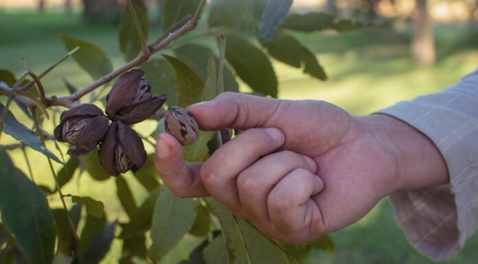 ACES: Factors that affect pecan tree production
