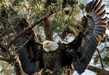 Eagle Awareness Weekends planned for early 2023 at Lake Guntersville State Park