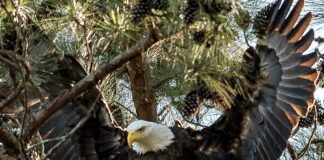 Eagle Awareness Weekends planned for early 2023 at Lake Guntersville State Park