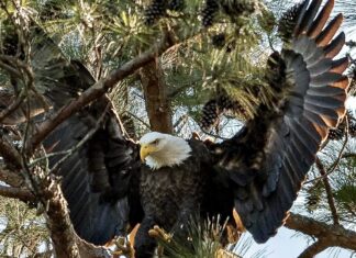 Eagle Awareness Weekends planned for early 2023 at Lake Guntersville State Park