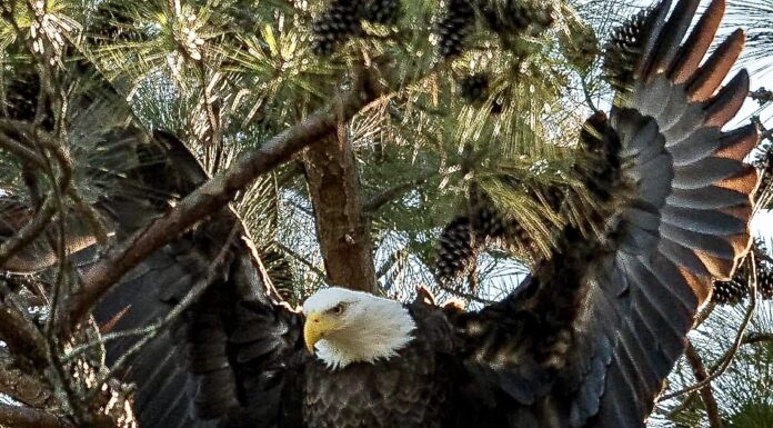 Eagle Awareness Weekends planned for early 2023 at Lake Guntersville State Park