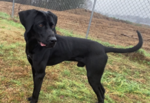 Pet of the Week: Micro