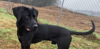 Pet of the Week: Micro