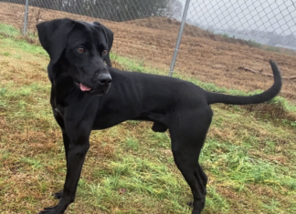 Pet of the Week: Micro