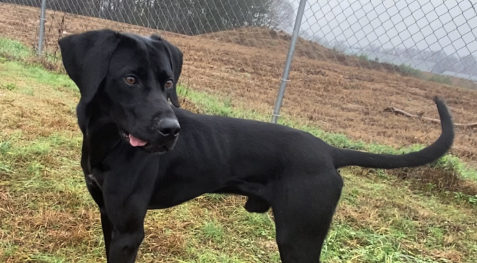 Pet of the Week: Micro