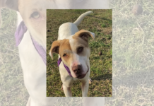 Pet of the Week: Triscuit (not a biscuit)