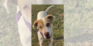 Pet of the Week: Triscuit (not a biscuit)