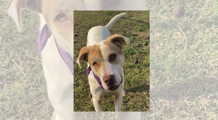 Pet of the Week: Triscuit (not a biscuit)