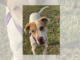 Pet of the Week: Triscuit (not a biscuit)