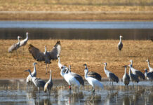 Festival of the Cranes returns Jan. 13-15