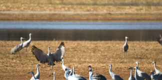 Festival of the Cranes returns Jan. 13-15
