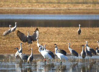 Festival of the Cranes returns Jan. 13-15
