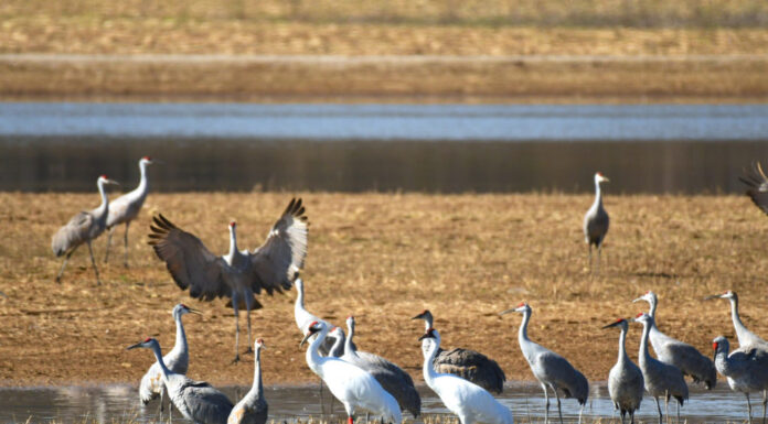Festival of the Cranes returns Jan. 13-15