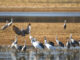 Festival of the Cranes returns Jan. 13-15