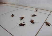 ACES: Pest proof your home to keep critters away this winter