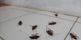 ACES: Pest proof your home to keep critters away this winter