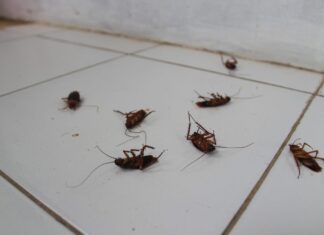 ACES: Pest proof your home to keep critters away this winter