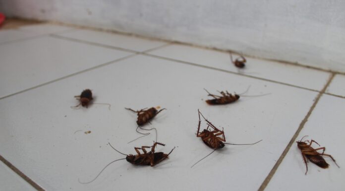 ACES: Pest proof your home to keep critters away this winter