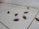 ACES: Pest proof your home to keep critters away this winter