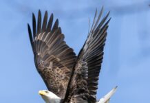 Lake Guntersville State Park’s Eagle Awareness Weekends
