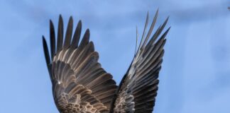 Lake Guntersville State Park’s Eagle Awareness Weekends