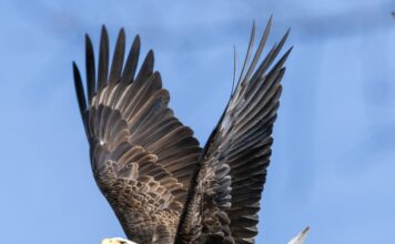 Lake Guntersville State Park’s Eagle Awareness Weekends