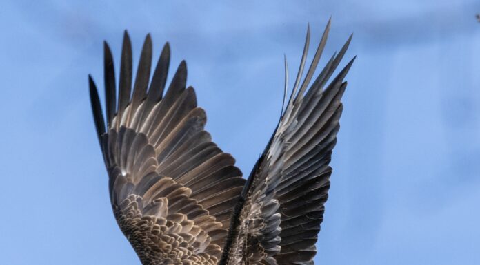 Lake Guntersville State Park’s Eagle Awareness Weekends
