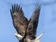 Lake Guntersville State Park’s Eagle Awareness Weekends