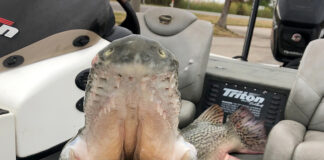 Delta bass fishing trip yields surprising state record for Dees