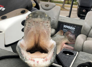 Delta bass fishing trip yields surprising state record for Dees