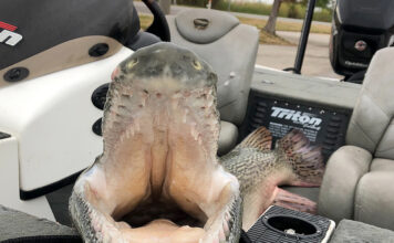 Delta bass fishing trip yields surprising state record for Dees
