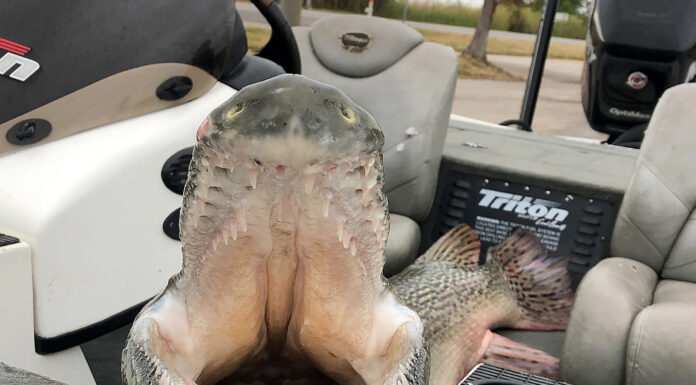 Delta bass fishing trip yields surprising state record for Dees