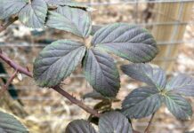 Gardening in January